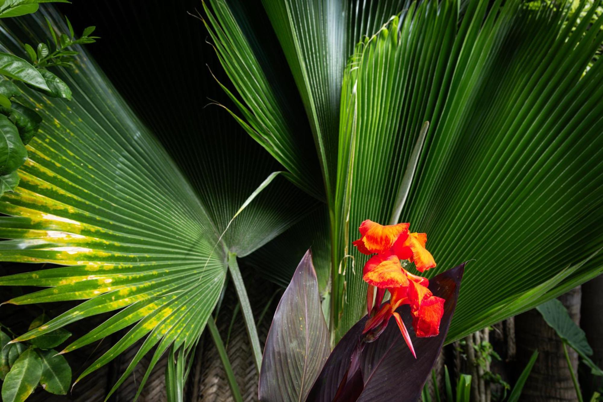 Pili Pili Palm Beach Jambiani  Buitenkant foto